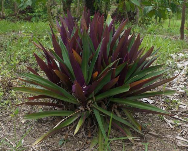 Usada como fuente medicinal en la alimentación humana o animal, la flora de la península de Yucatán pierde espacio ante el desinterés de las nuevas generaciones por preservar el conocimiento generado a partir de ella. (Notimex)