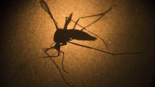 Aedes aegypti Aedes aegypti
