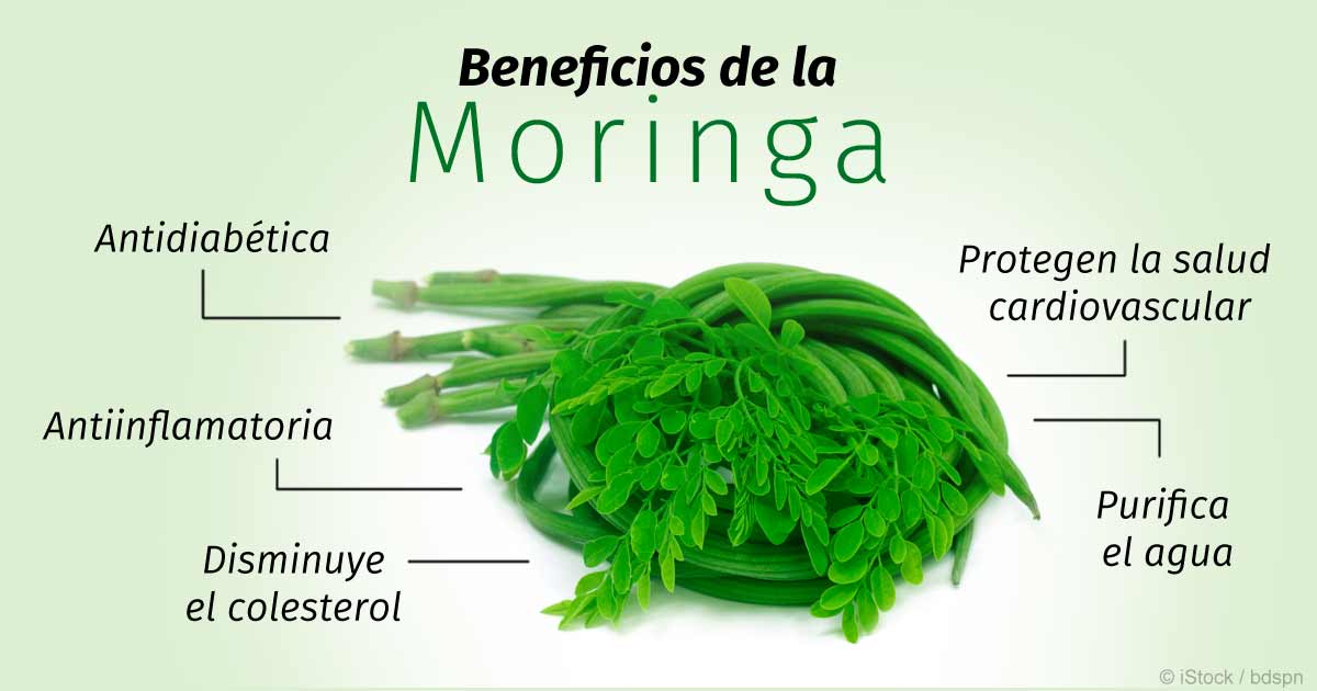 Que es la moringa beneficios