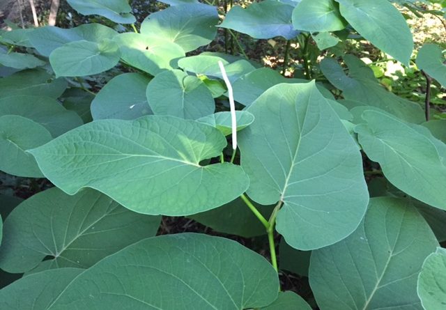Hoja Santa La Planta De Las Mil Bondades Terapéuticas Arsenal Terapéutico