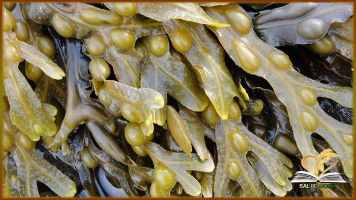 fucus para adelgazar rapido fucus para adelgazar rapido